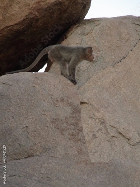 Obraz ハンピの建造物群のサル