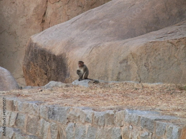 Obraz ハンピの建造物群のサル