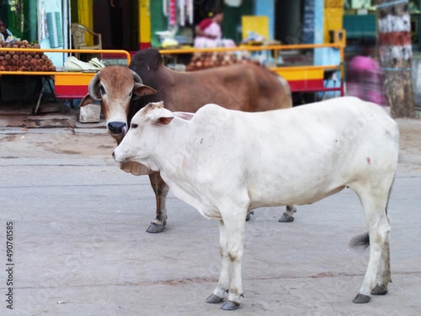 Obraz 南インドの町を歩く白と茶色の牛