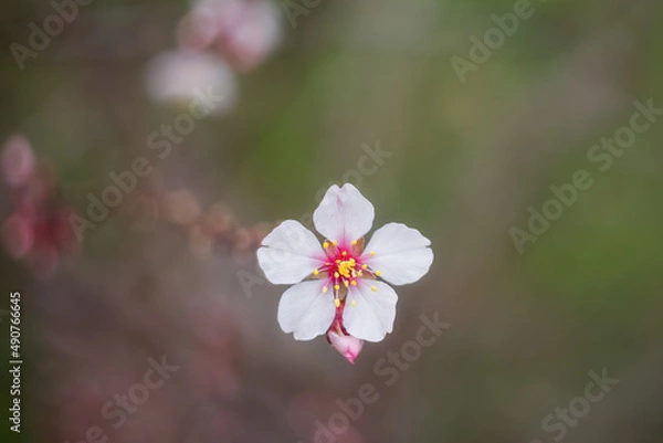 Fototapeta Almond flower. In spring, almond trees bloom in the garden. Spring background.