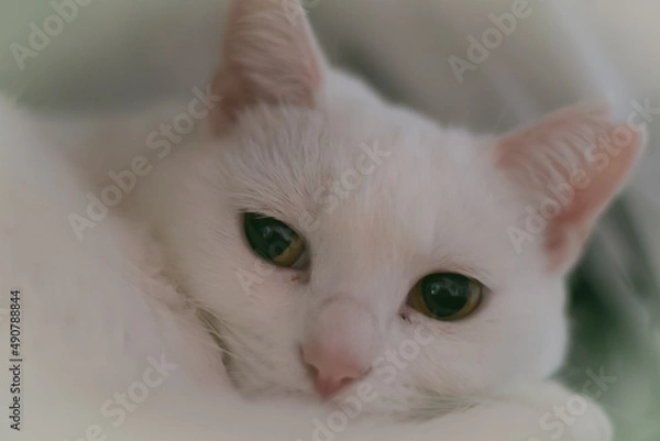 Fototapeta 白の保護猫（a cute white rescued cat）