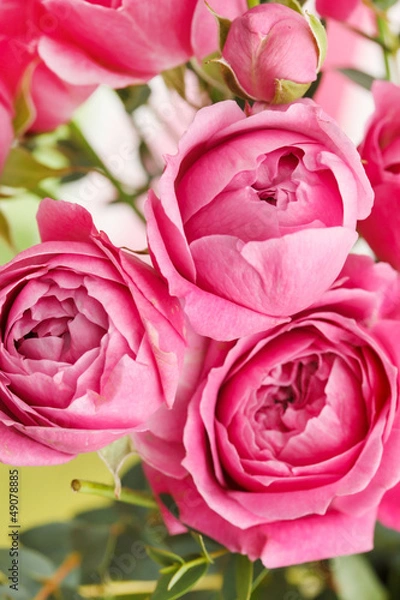 Obraz pink roses