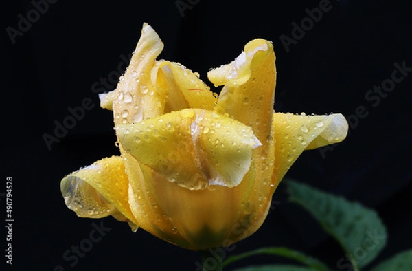 Obraz tulipe