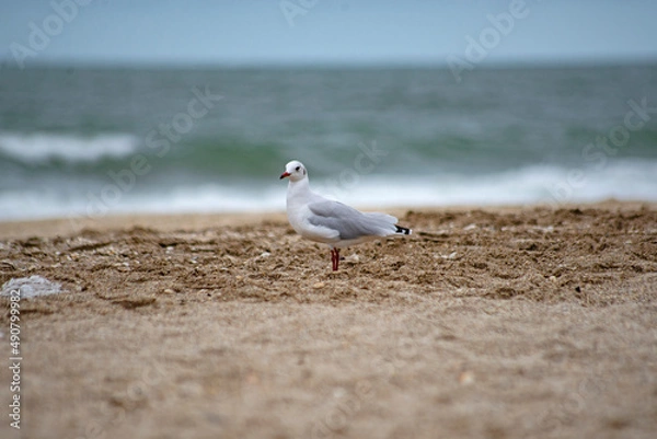 Fototapeta Gaviota en playa de Punta Médanos