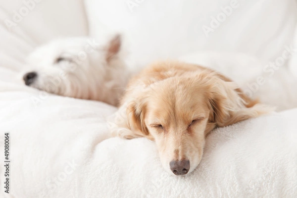 Obraz テリアとダックスフント