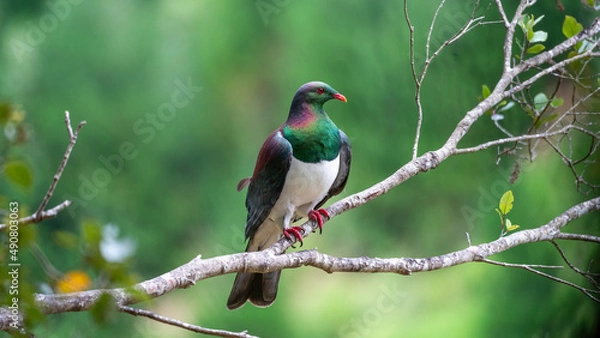 Obraz New Zealand bird Kererū Wood Pigeon 