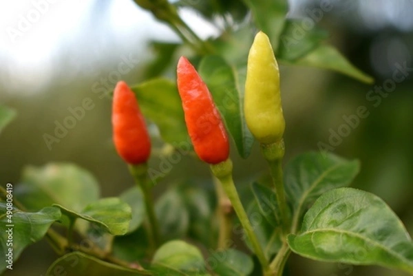 Obraz red chili peppers