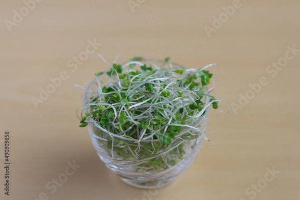 Fototapeta ブロッコリースプラウト