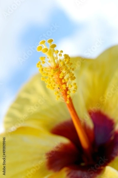 Obraz yellow hibiscus 