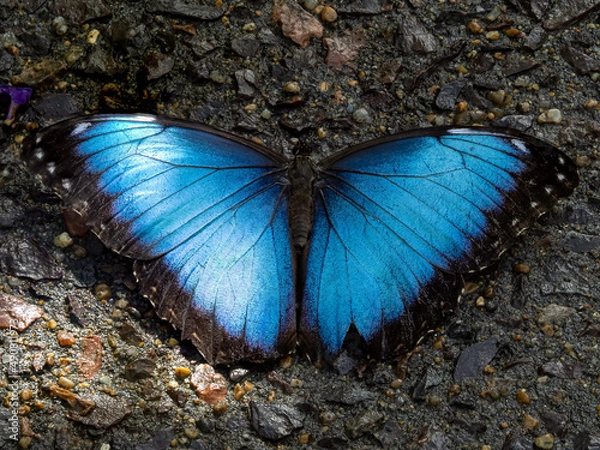 Obraz butterfly on a rock