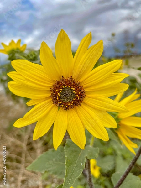 Obraz Yellow Wild Sunflower