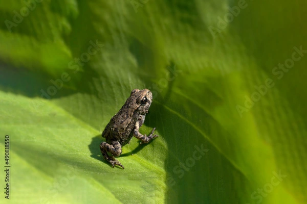 Fototapeta Frog on a leaf - lbaby toad - bufo bufo