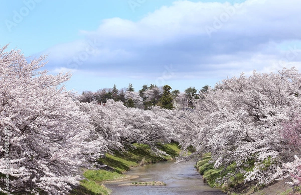 Fototapeta 藤田川ふれあい桜　福島県
