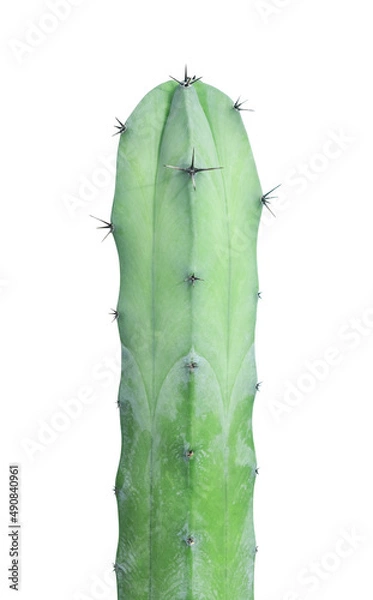 Obraz green Cactus Myrtillocactus geometrizans isolated on white background,Clipping path