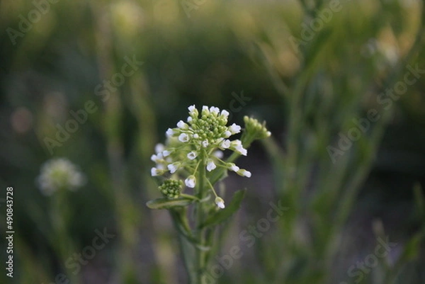 Fototapeta Tiny Florals