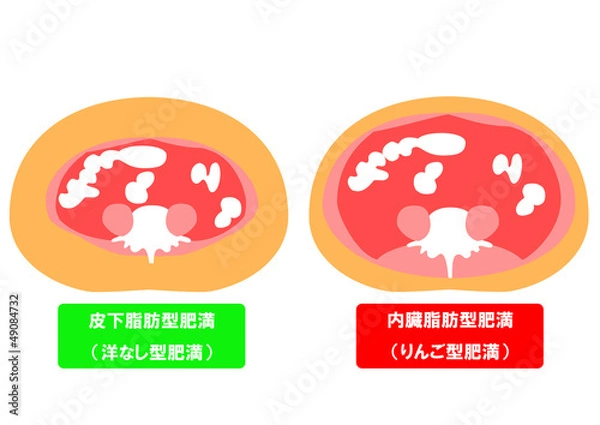 Fototapeta 内臓脂肪と皮下脂肪の断面図
