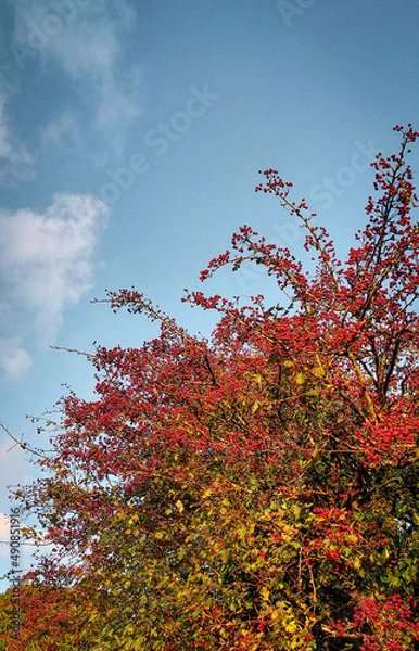 Fototapeta red maple tree