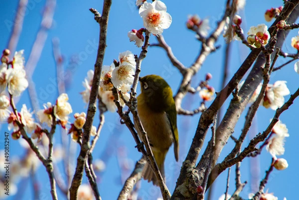 Obraz 春の訪れとメジロ