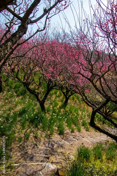 Obraz 春の梅の花