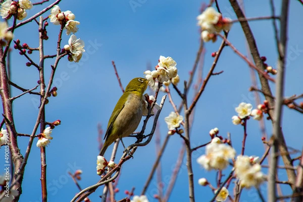 Obraz 春の訪れとメジロ