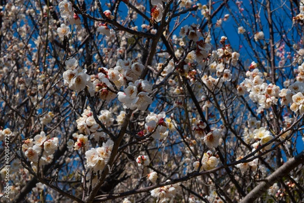 Fototapeta 春の梅と青空