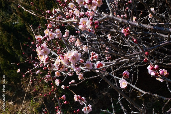 Fototapeta 春の梅と青空