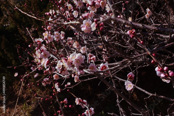 Obraz 春の梅と青空