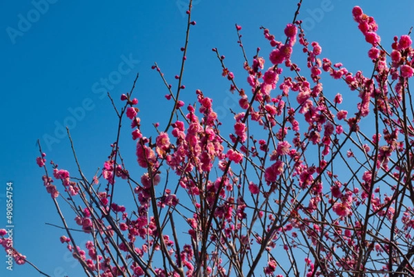 Obraz 春の梅と青空