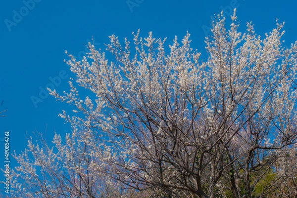 Fototapeta 春の梅と青空