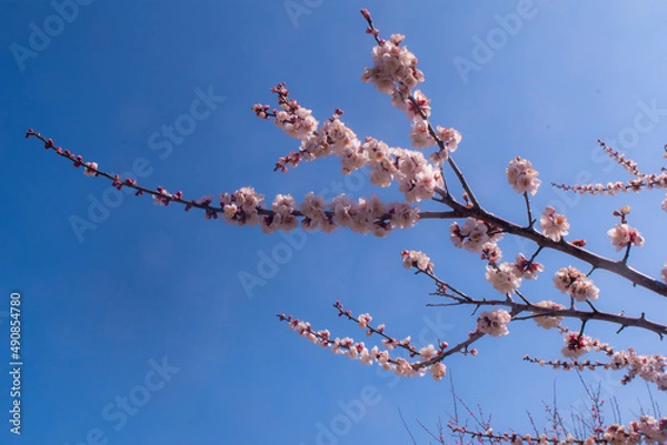 Fototapeta 春の梅と青空