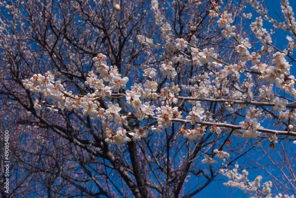 Obraz 春の梅と青空