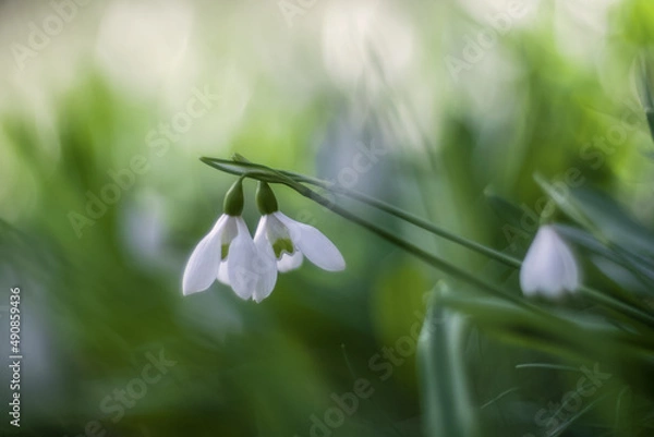 Fototapeta White snowdrops (Galanthus nivalis) close-up on blurry background with copy space. In the forest snowdrops are in bloom in the spring.