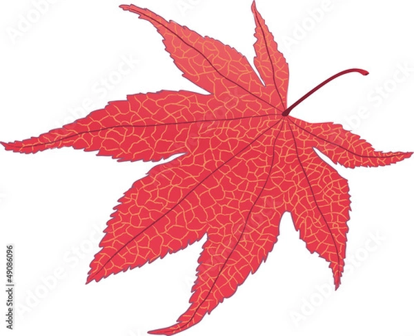 Fototapeta maple leaf