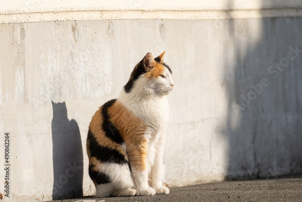 Fototapeta 三毛猫