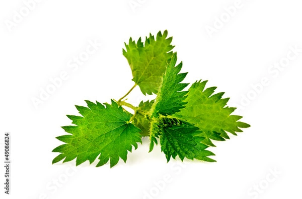 Obraz Nettle sprig