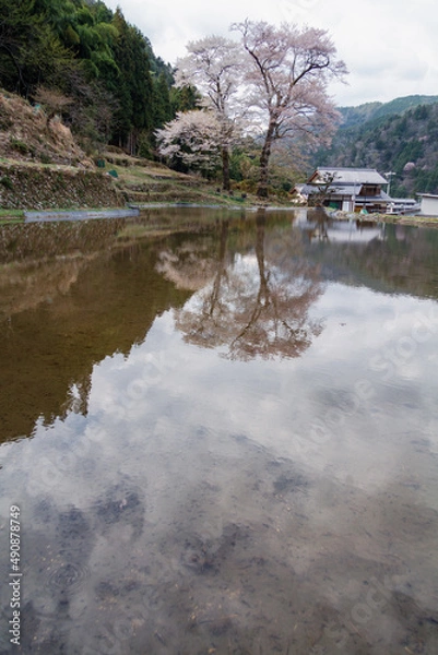 Obraz 田に映る満開の苗代桜