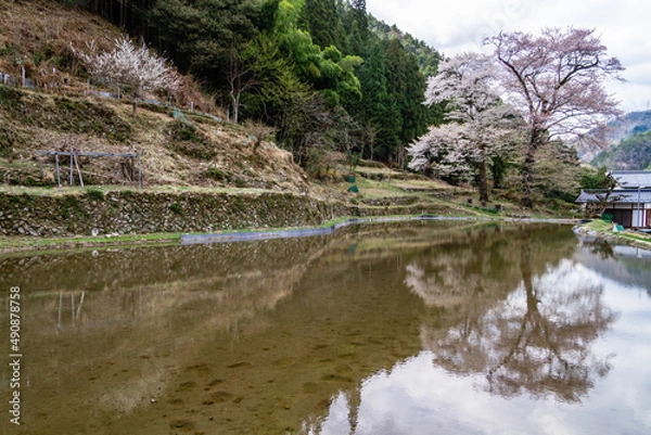 Obraz 田に映る満開の苗代桜
