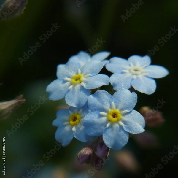 Fototapeta 忘れな草