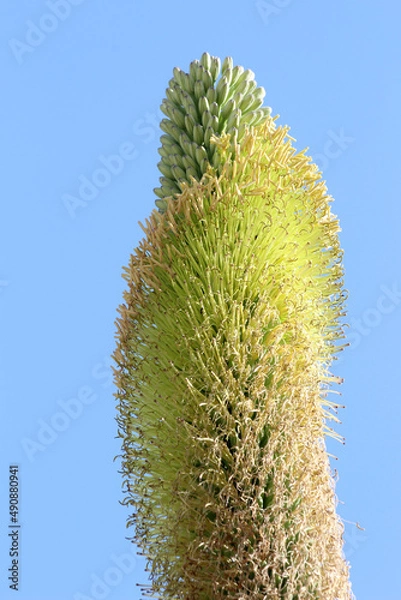 Obraz agave titanota