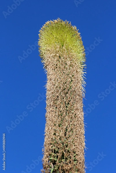 Obraz agave titanota