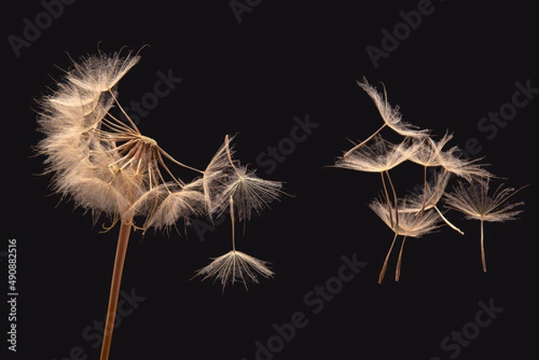Fototapeta dandelion seeds fly from a flower on a dark background. botany and bloom growth propagation.