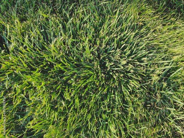 Fototapeta green grass background