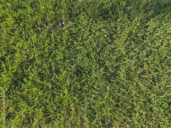 Fototapeta green grass background