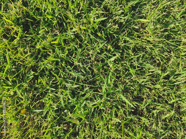 Fototapeta green grass background