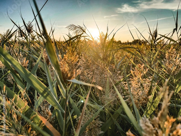 Fototapeta wheat field at sunset