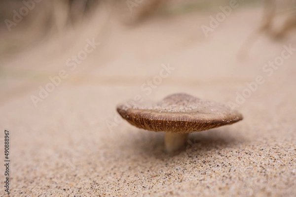 Obraz mushroom in the sand