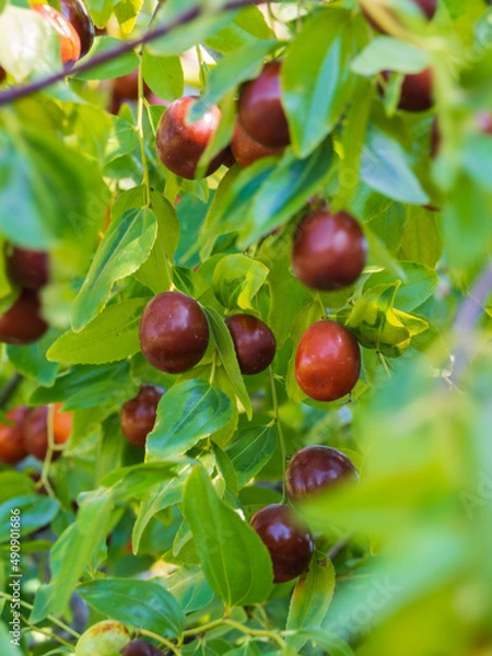 Obraz Fruits of jujube. Ziziphus jujuba. Ripe juicy jujube berries among green foliage. Ripe unabi on a tree branch in the garden. Close-up of tree branches with ziziphus fruits