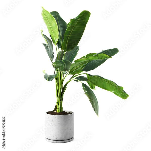 Fototapeta Decorative banana plant in concrete vase isolated on white background. 3D Rendering, Illustration.
