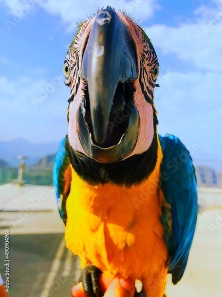 Obraz Blue and yellow macaw