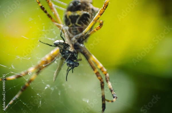 Obraz spider on a web